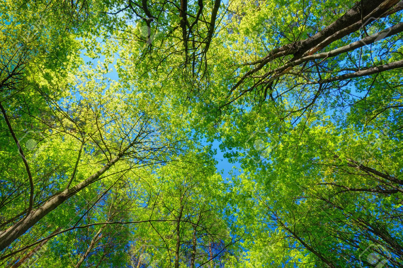 41035226-frühling-sommer-sonne-scheint-durch-überdachung-des-tall-trees-sonnenlicht-im-laubwald-sommer-natur-